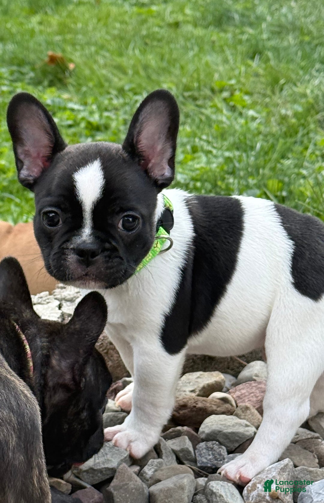 French Bulldog dogs for sale: French Bulldog Puppy 1 - Ad 5