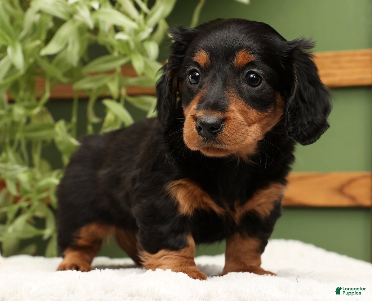 Miniature Dachshund dogs Millie - Ad 2