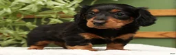 Miniature Dachshund dogs for sale: Millie - Ad 2
