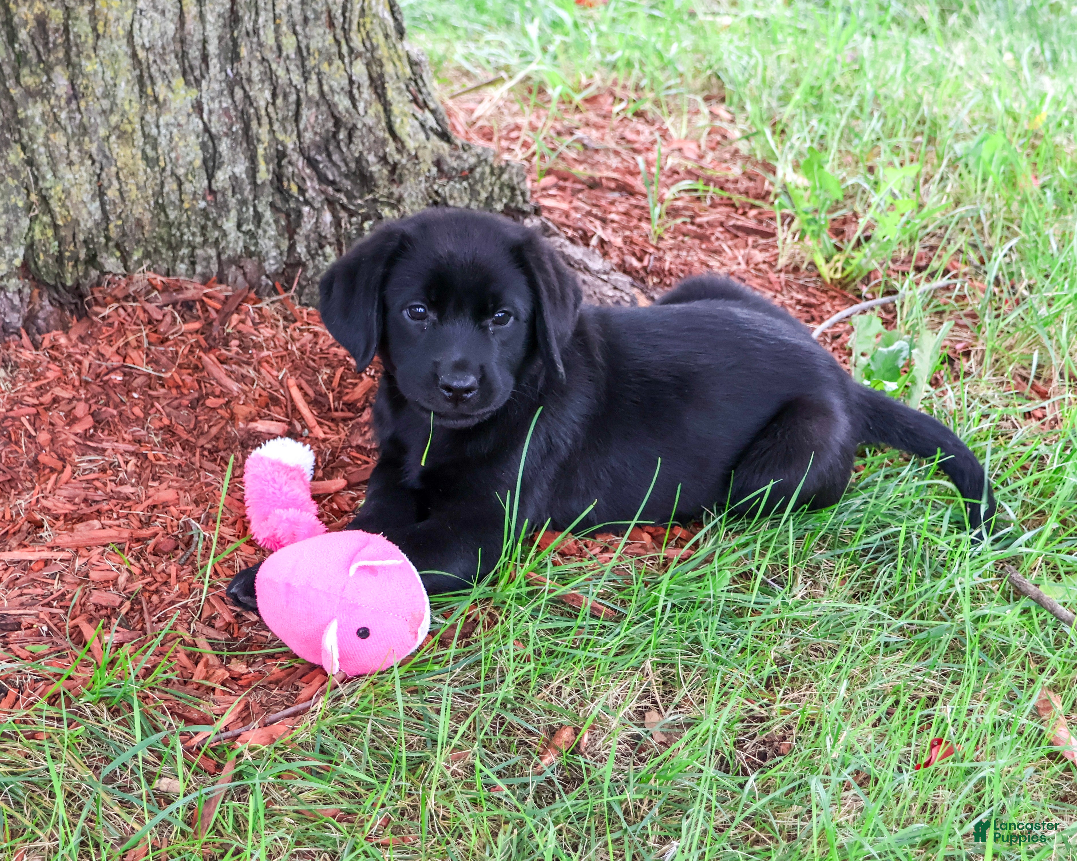 Labrador Retriever dogs Evangaline - Ad 2