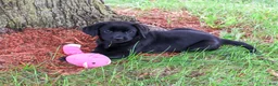 Labrador Retriever dogs for sale: Evangaline - Ad 2