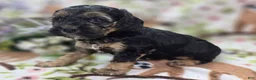 Cockapoo dogs for sale: Batty - Ad 17