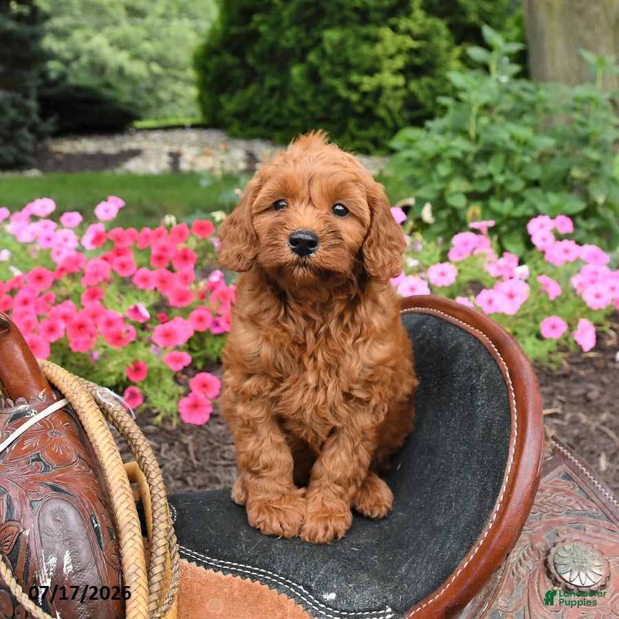 Mini Goldendoodle dogs for sale: Maple   - Ad 3