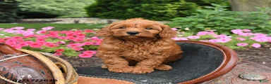 Maple  