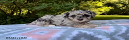 Miniature Poodle dogs for sale: Sunny - Ad 1