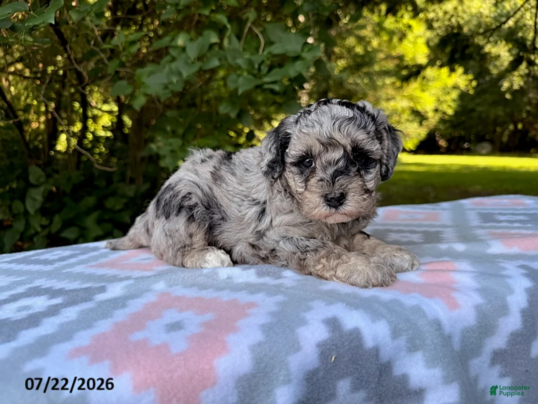 Miniature Poodle dogs for sale: Sunny - Ad 1