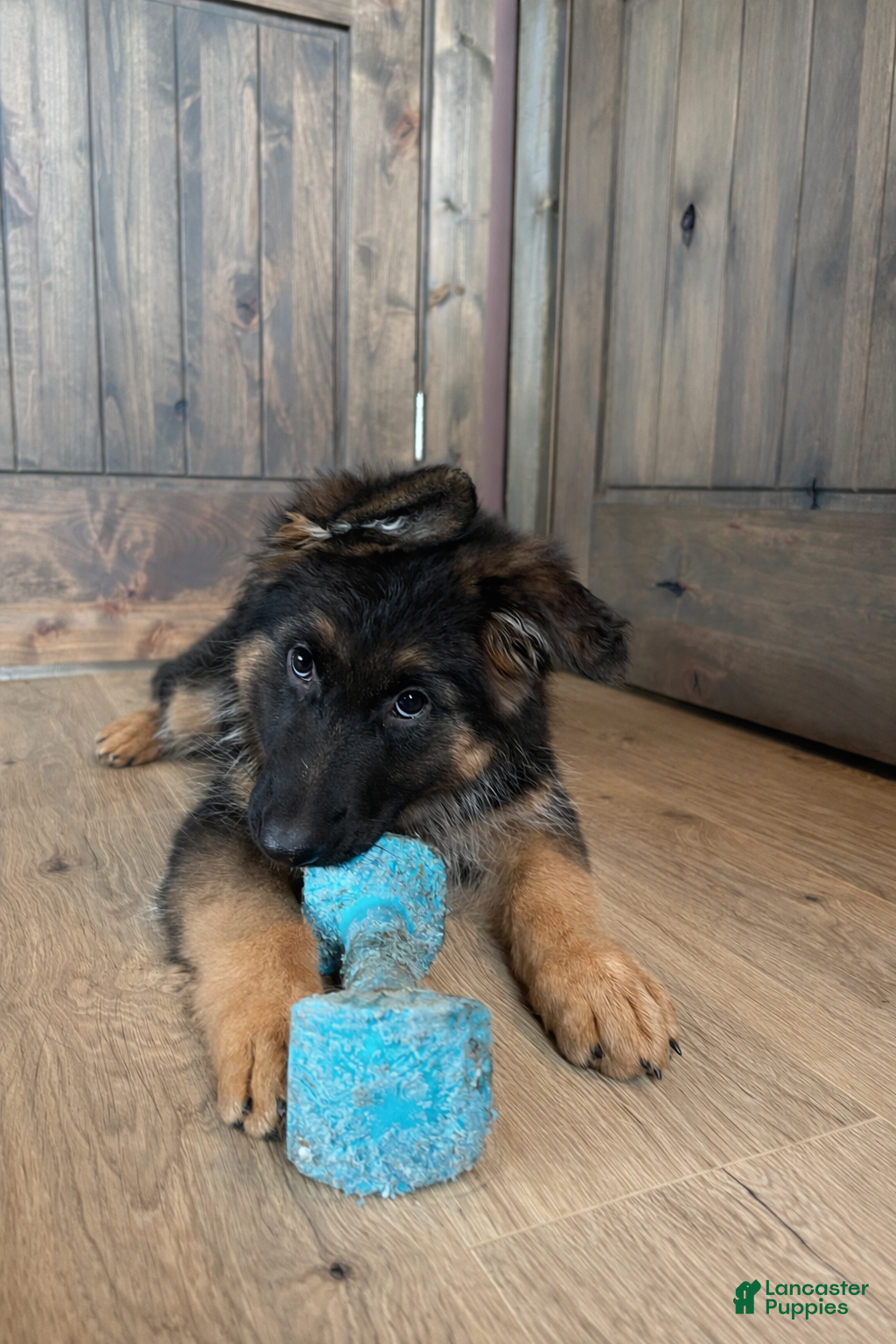 German Shepherd dogs Bree - Ad 1