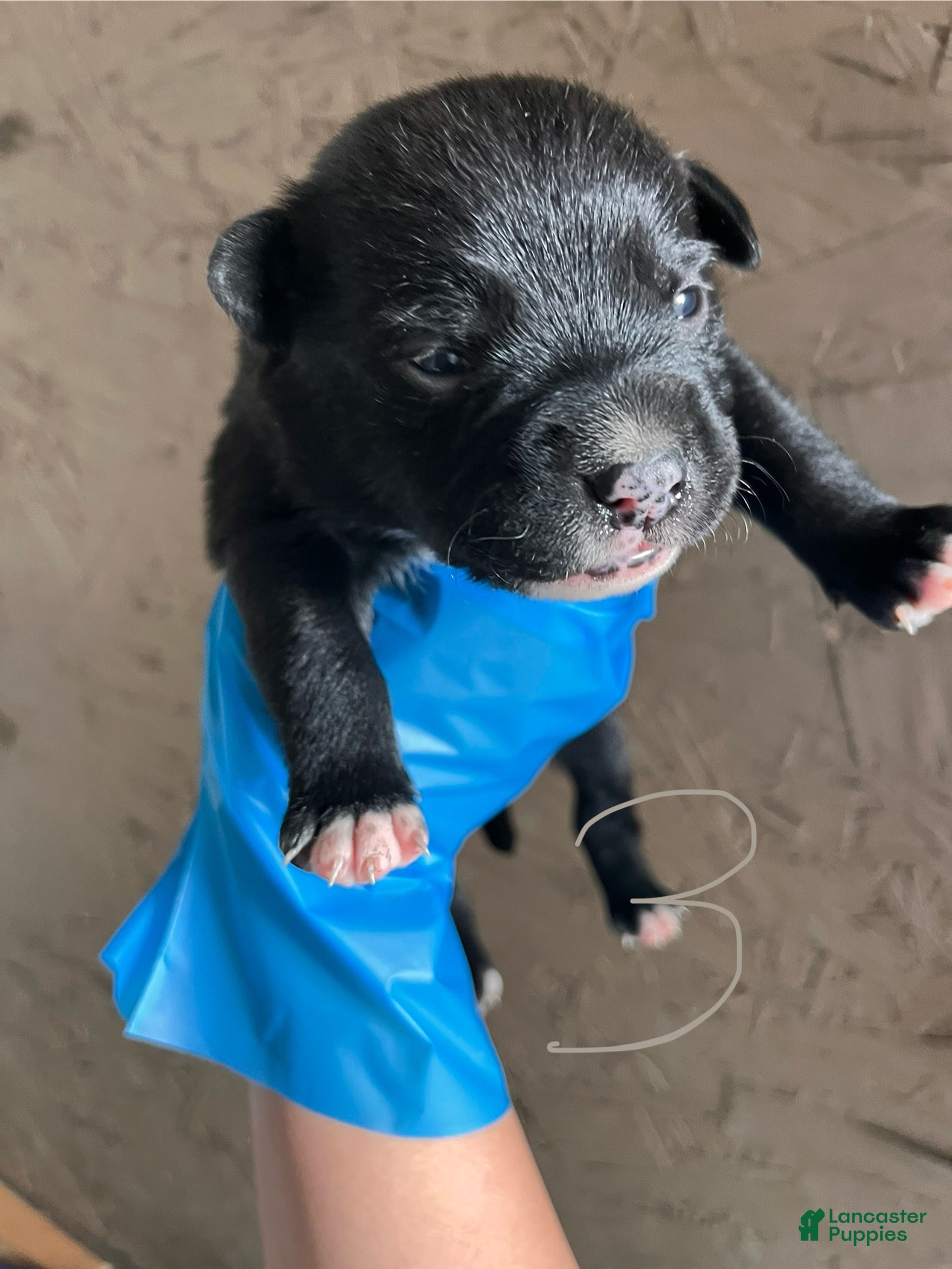 Goldador dogs Goldador Puppy 3 - Ad 3