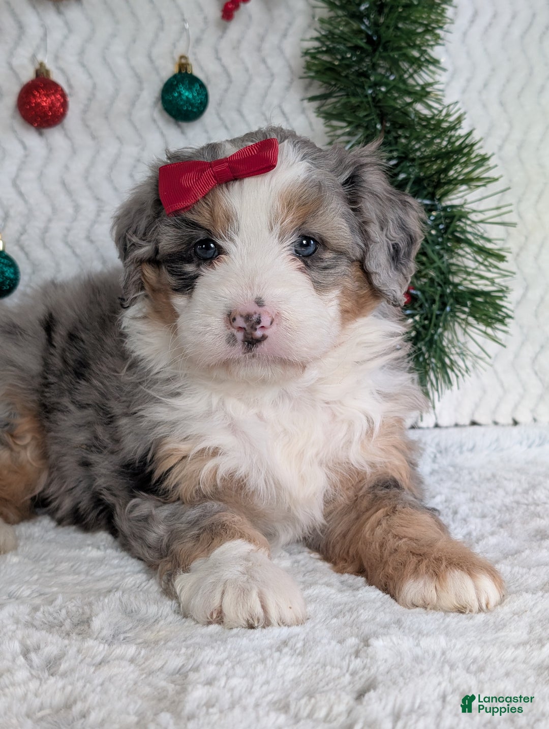 Mini Bernedoodle dogs for sale: Mini Pippa  - Ad 10