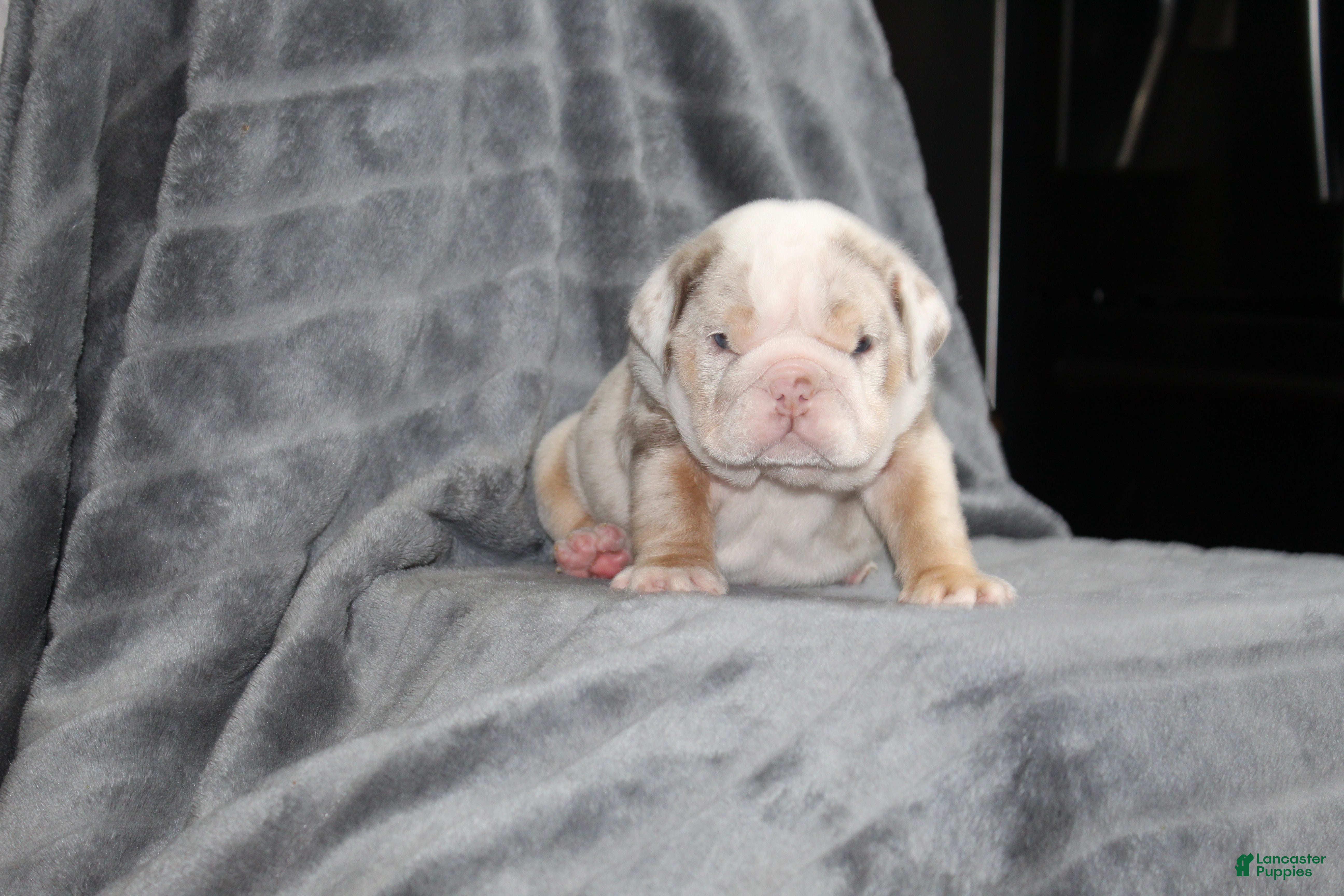 English Bulldog dogs Rosie - Ad 1
