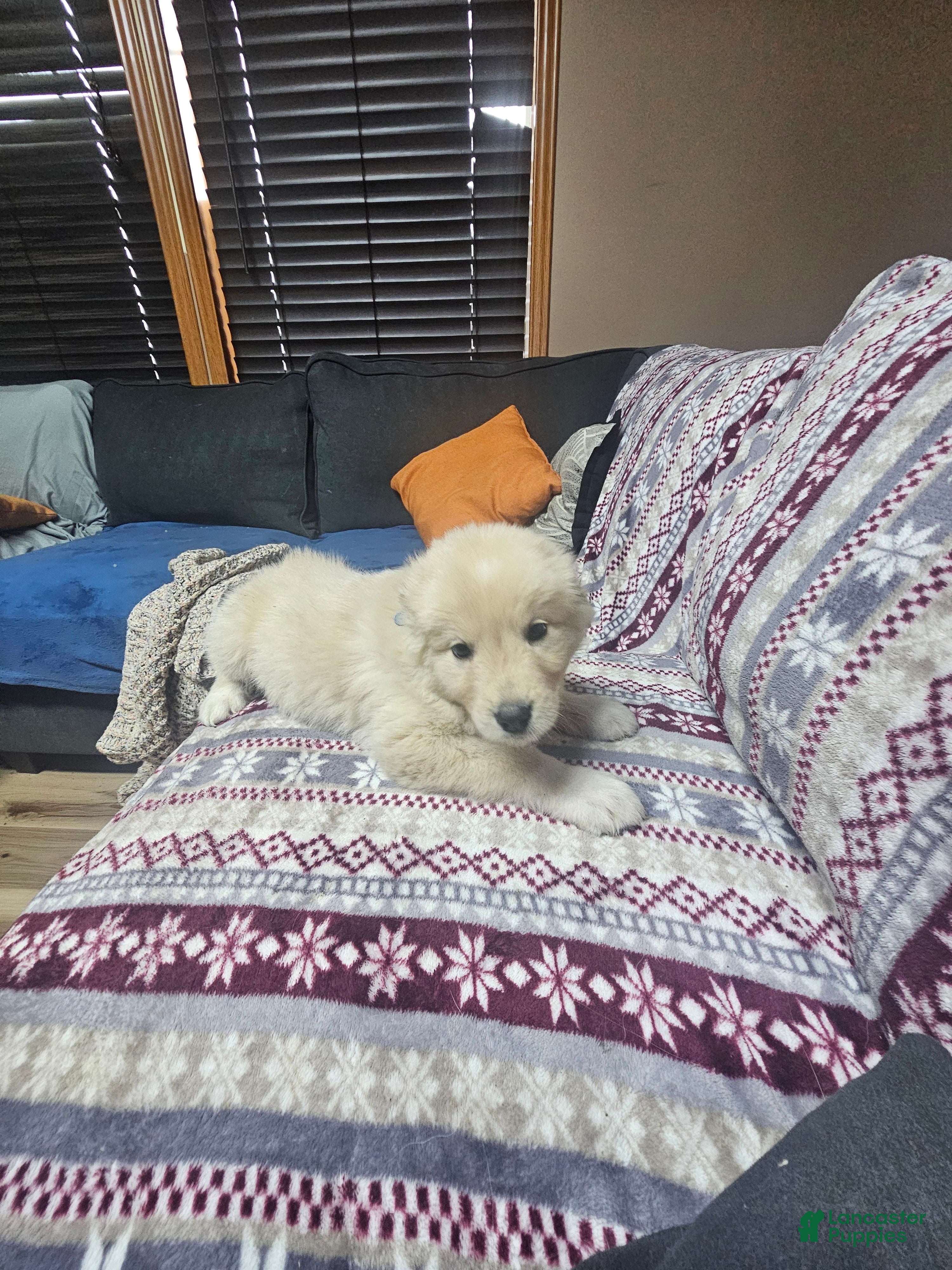 Mixed Breed dogs Mixed Breed Puppy 6 - Ad 7