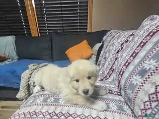 Mixed Breed dogs Mixed Breed Puppy 6 - Ad 7