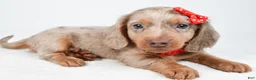 Miniature Dachshund dogs for sale: Tucker - Ad 1