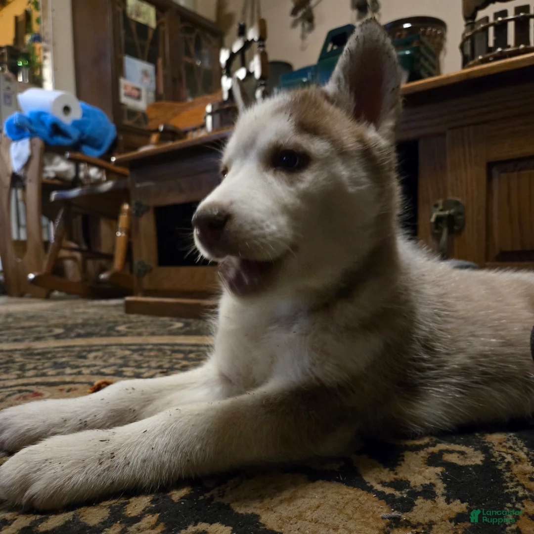 Siberian Husky dogs for sale: Felicia - Ad 5