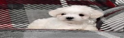 Maltese dogs for sale: Dylan - Ad 6