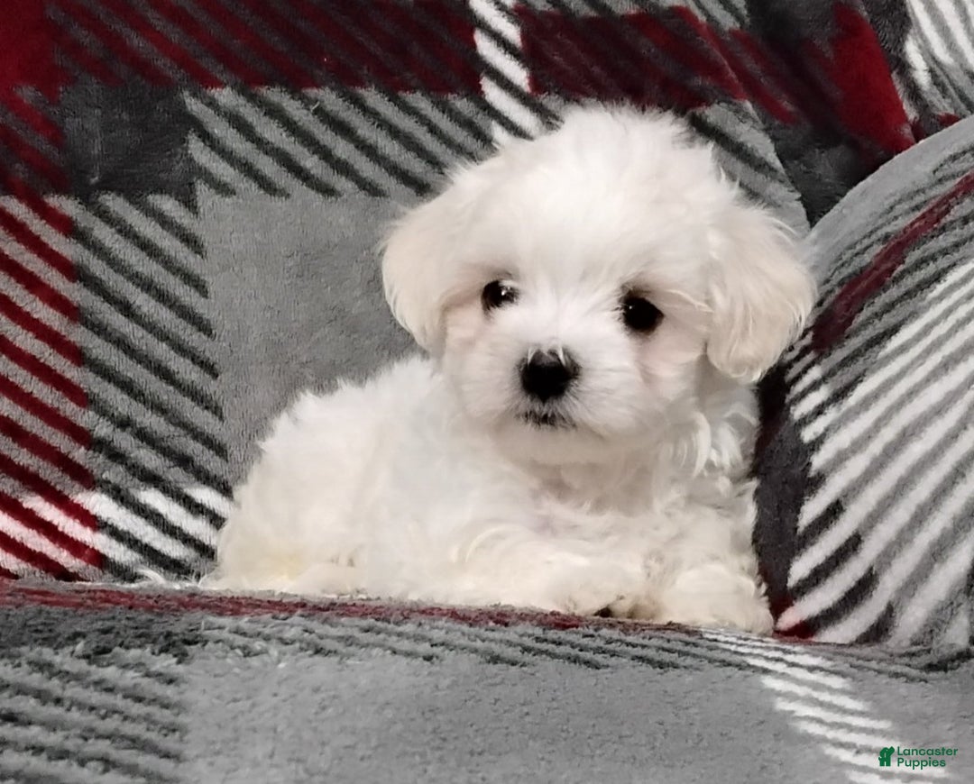Maltese dogs for sale: Dylan - Ad 6