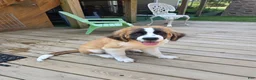 Saint Bernard dogs for sale: Saint Bernard 6 - Ad 3