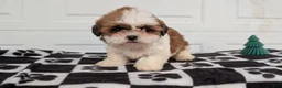 Shih Tzu dogs for sale: Poppy - Ad 5