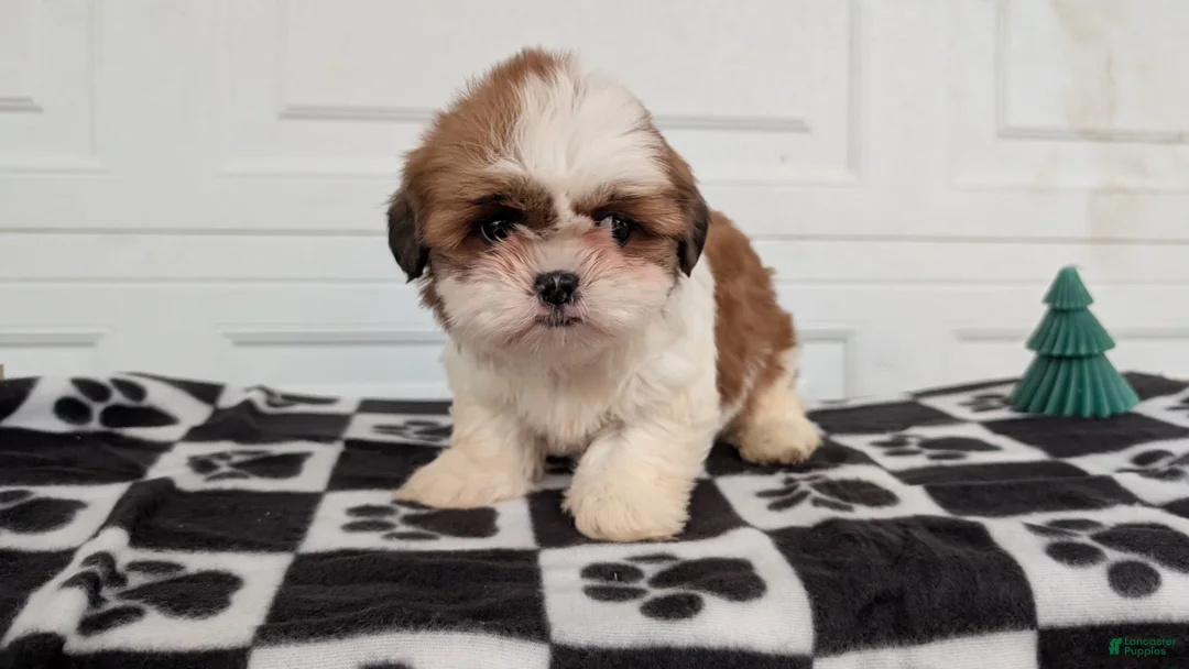 Shih Tzu dogs for sale: Poppy - Ad 5