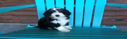 Mini Bernedoodle dogs for sale: Brenda - Ad 10