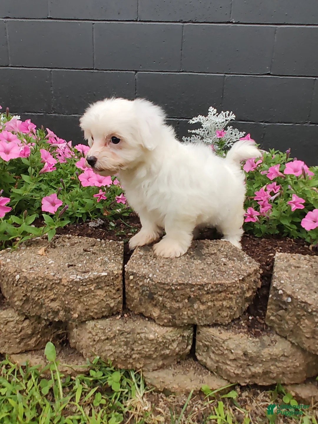 Maltese dogs for sale: Roxie - Ad 4
