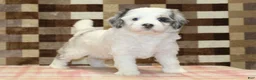 Mini Bernedoodle dogs for sale: Alvin - Ad 3