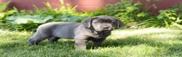 Cane Corso dogs for sale: Millie  - Ad 4