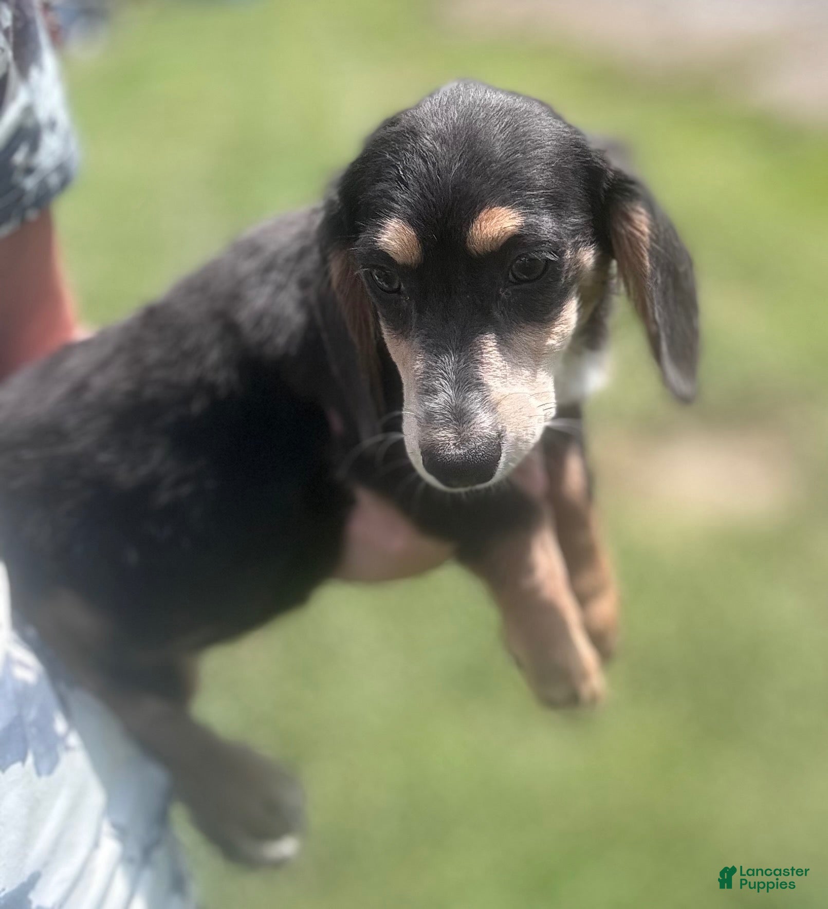 Miniature Dachshund dogs Miniature Dachshund 1 - Ad 2