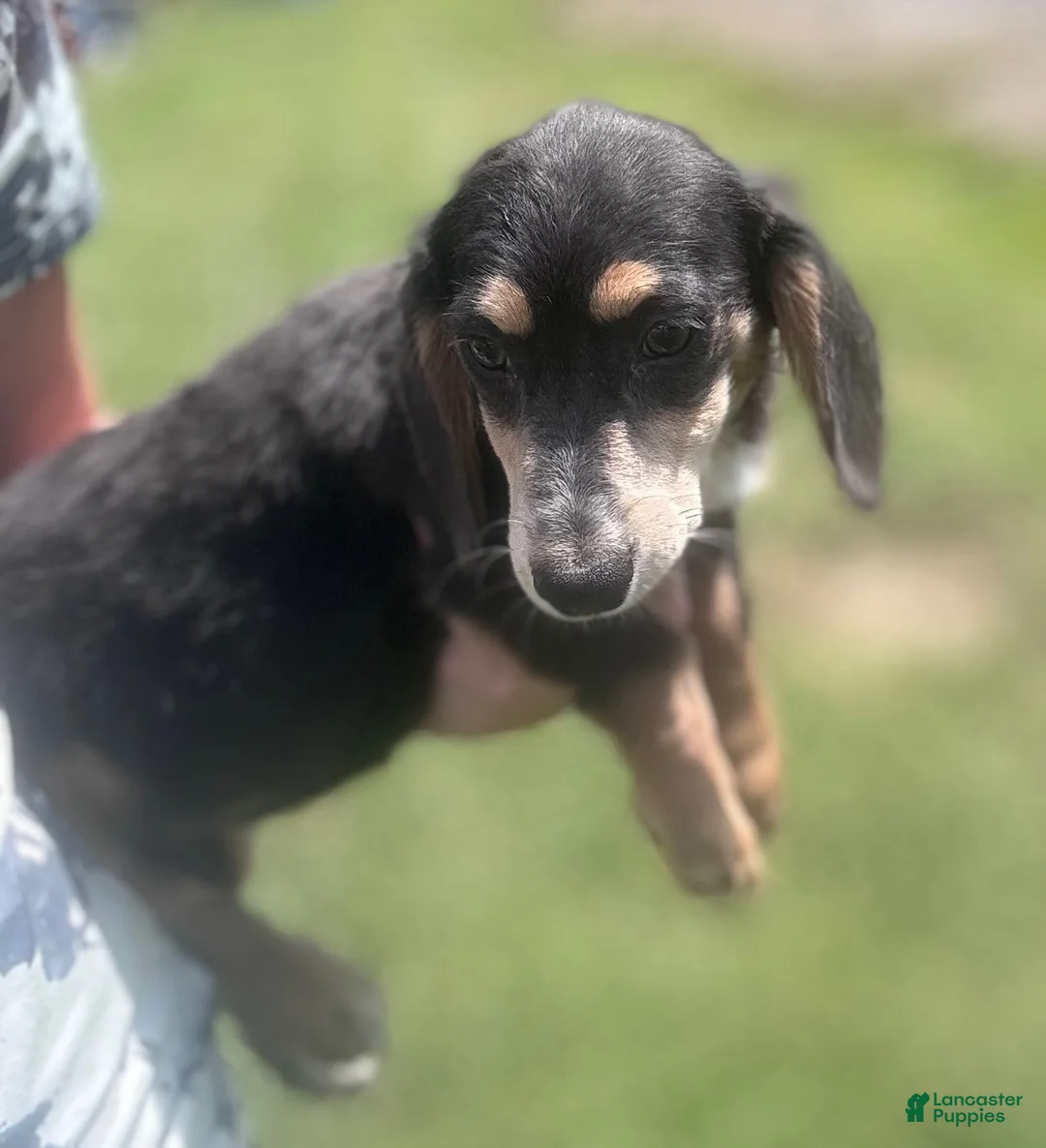 Miniature Dachshund dogs for sale: Miniature Dachshund 1 - Ad 2
