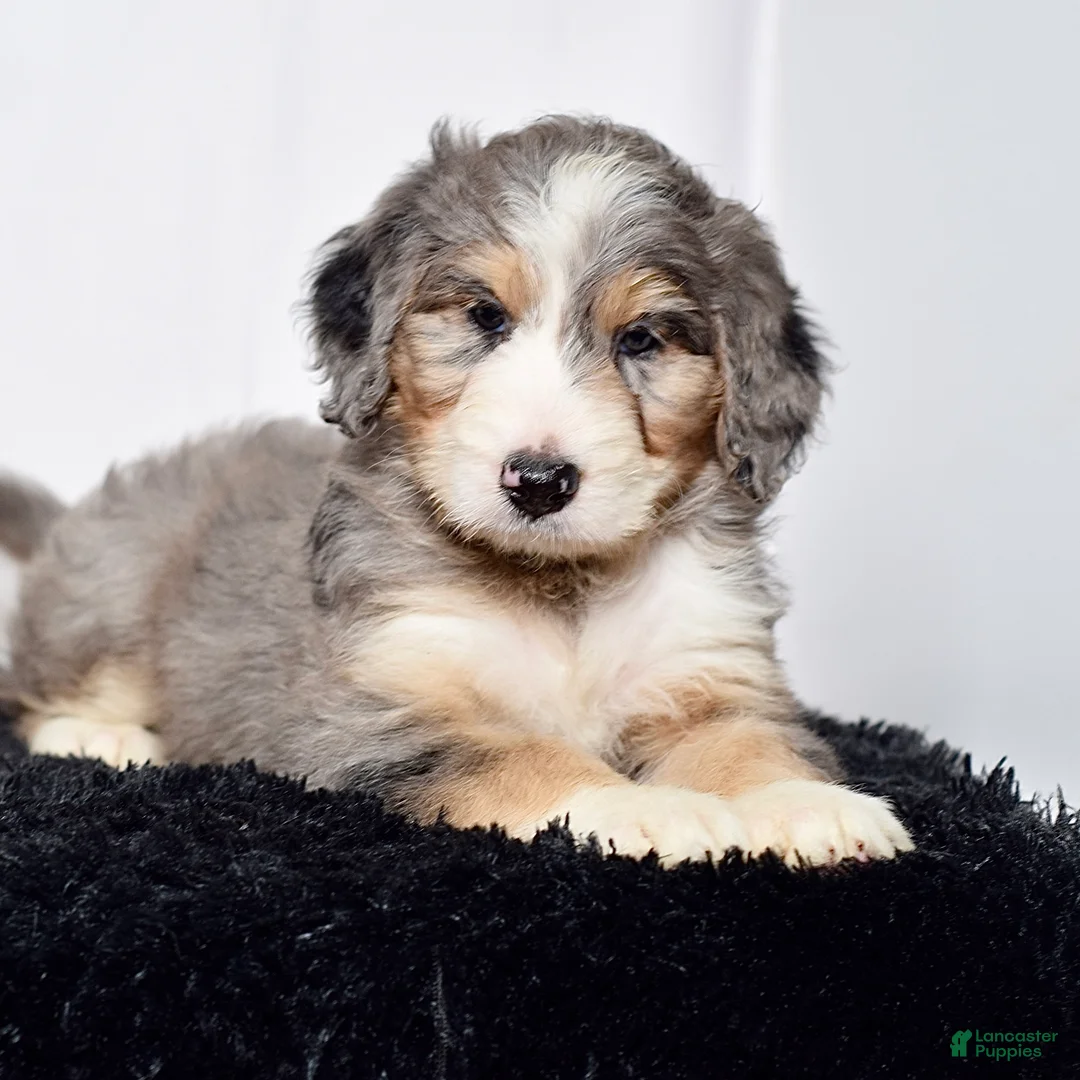 Bernedoodle dogs for sale: Ms. Holly - Ad 2