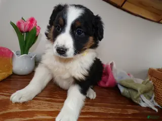 Mini Aussiedoodle dogs Mini Aussiedoodle Puppy 3 Winnie - Ad 36