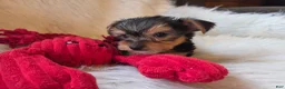 Yorkshire Terrier dogs for sale: Tyke - Ad 3