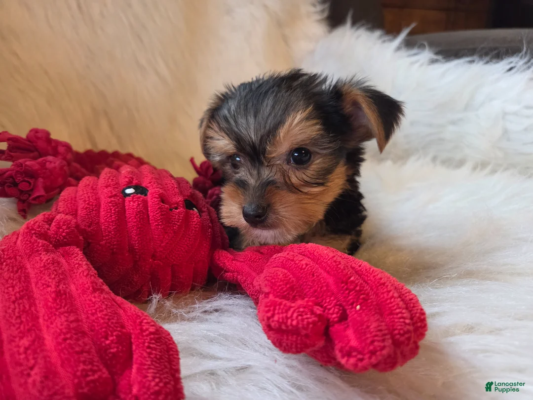 Yorkshire Terrier dogs for sale: Tyke - Ad 3