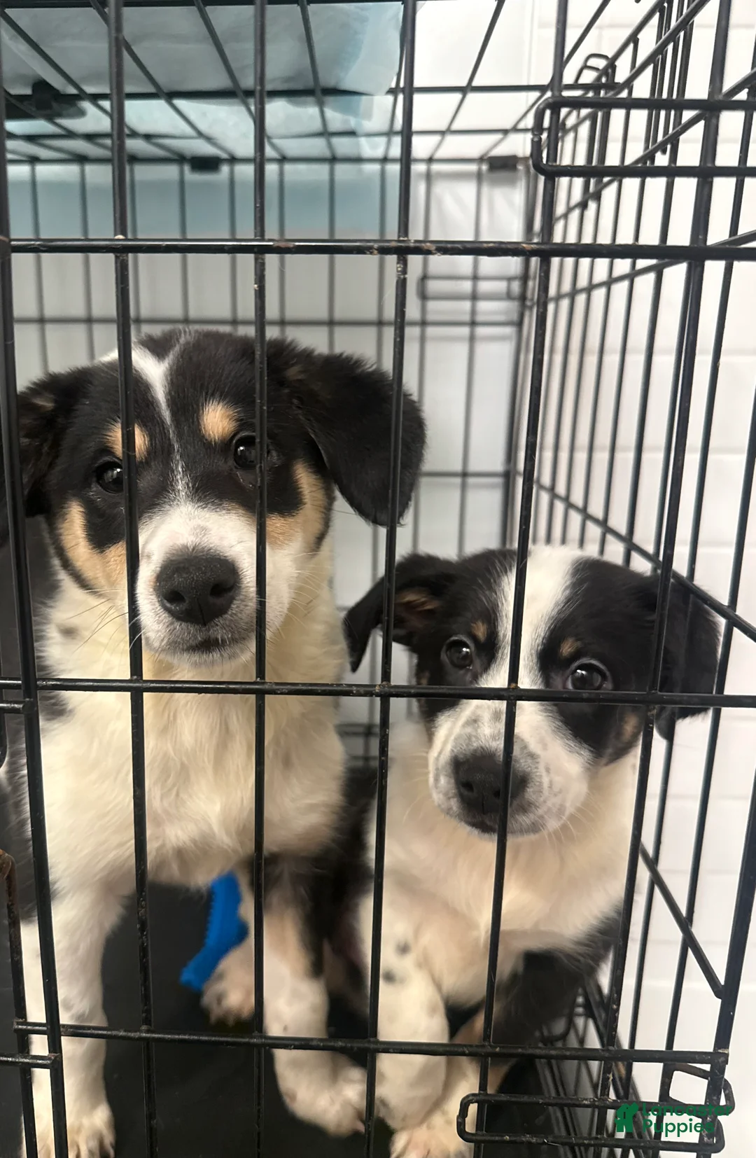 Mixed Breed dogs for sale: Tova - Ad 2