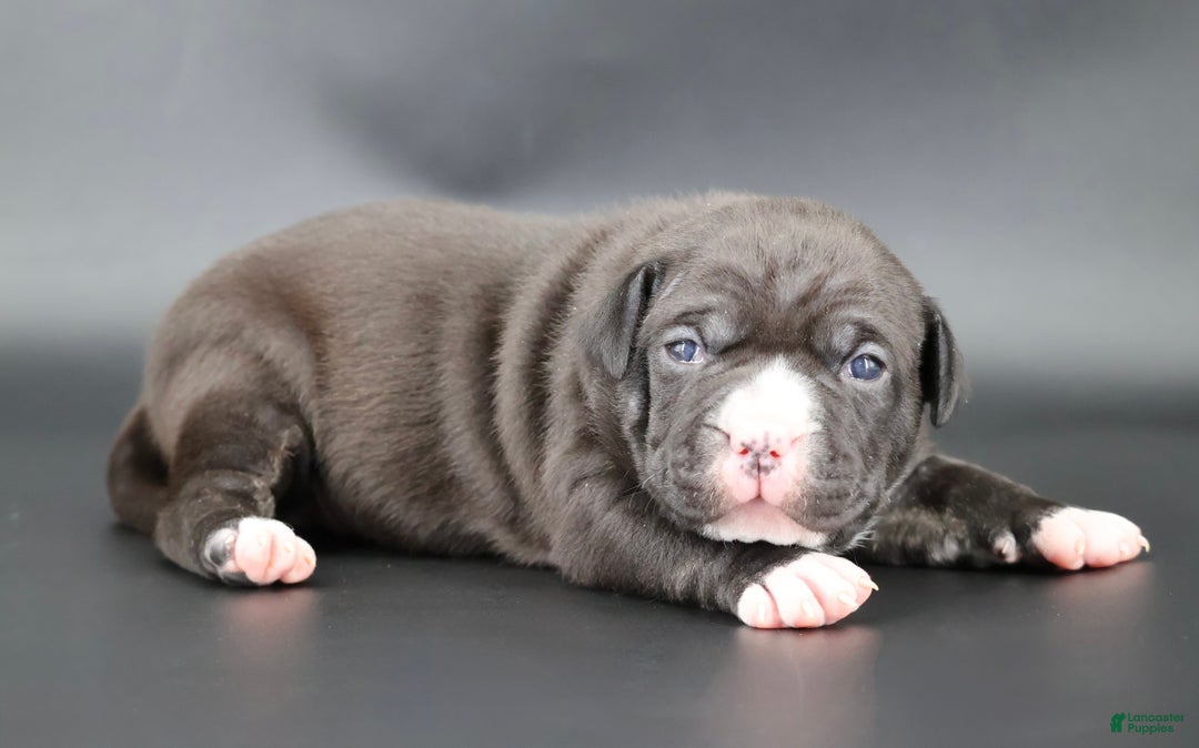 American Bully dogs for sale: Mulan - Ad 1