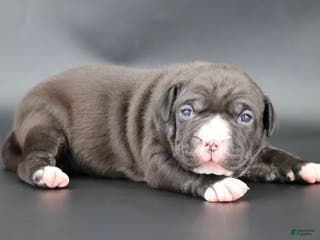 American Bully dogs Mulan - Ad 21