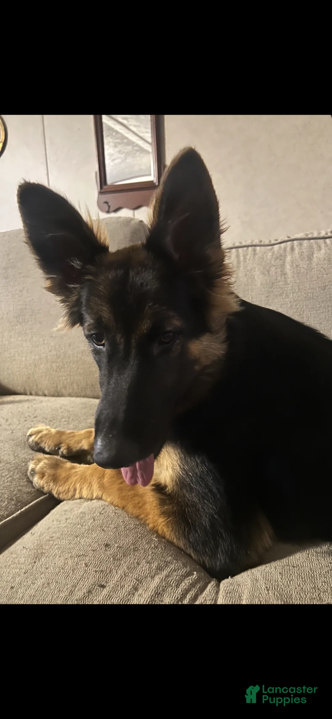 German Shepherd dogs for sale: German Shepherd Puppy 2 - Ad 2
