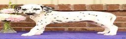 Dalmatian dogs for sale: Gina - Ad 3
