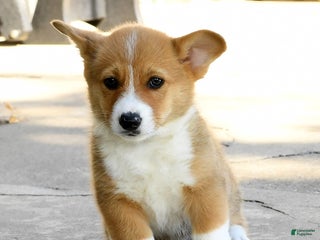 Welsh Corgi Pembroke dogs - Ad 11