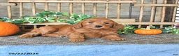 Mini Goldendoodle dogs for sale: Bella   - Ad 4