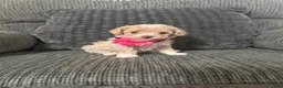 Toy Poodle dogs for sale: Lovely  - Ad 1