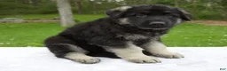 German Shepherd dogs for sale: Frisky - Ad 3