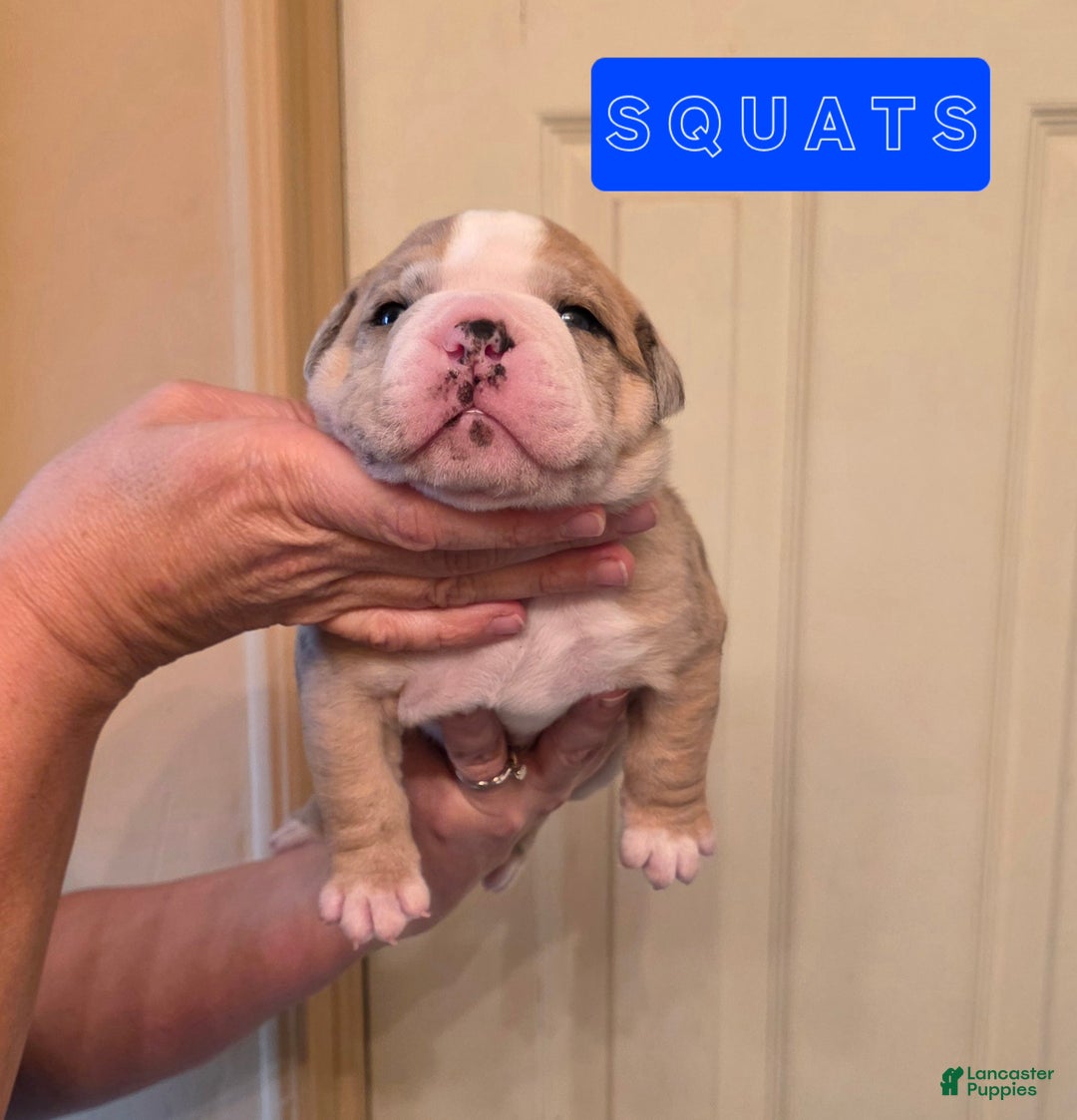 Mixed Breed dogs for sale: OLDE ENGLISH BULLDOG  - Ad 10