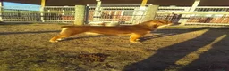 Beabull dogs for sale: Milo - Ad 7