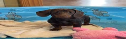 Dachshund dogs for sale: Karla - Ad 2