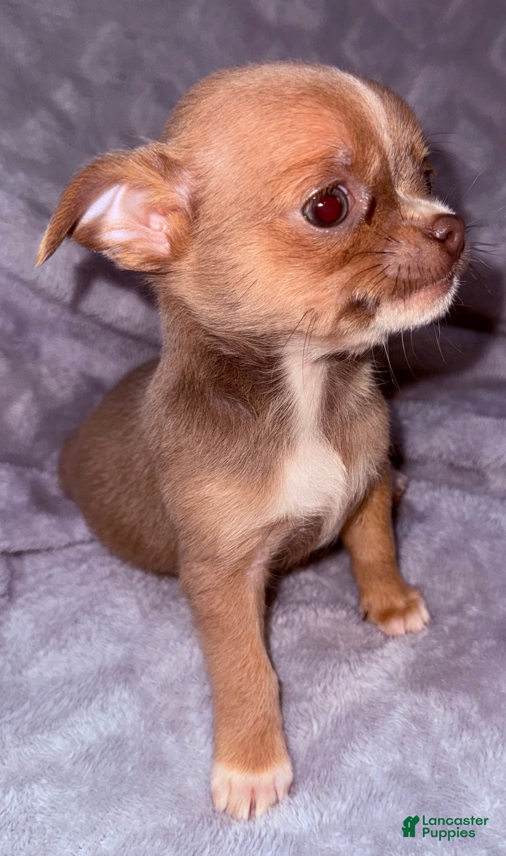 Chihuahua dogs Chihuahua Puppy 1 - Ad 1