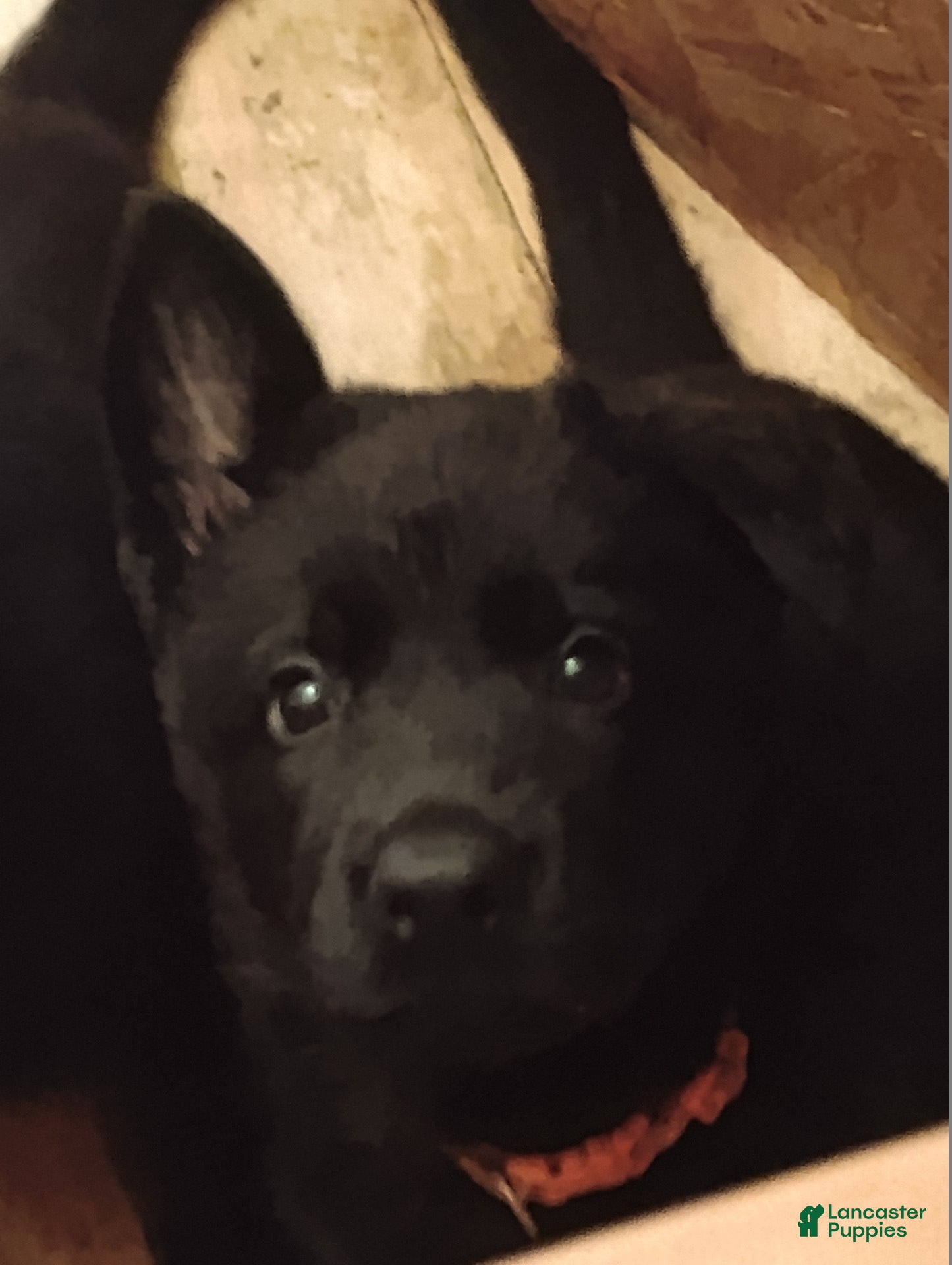 German Shepherd dogs German Shepherd Puppy 2 - Ad 11