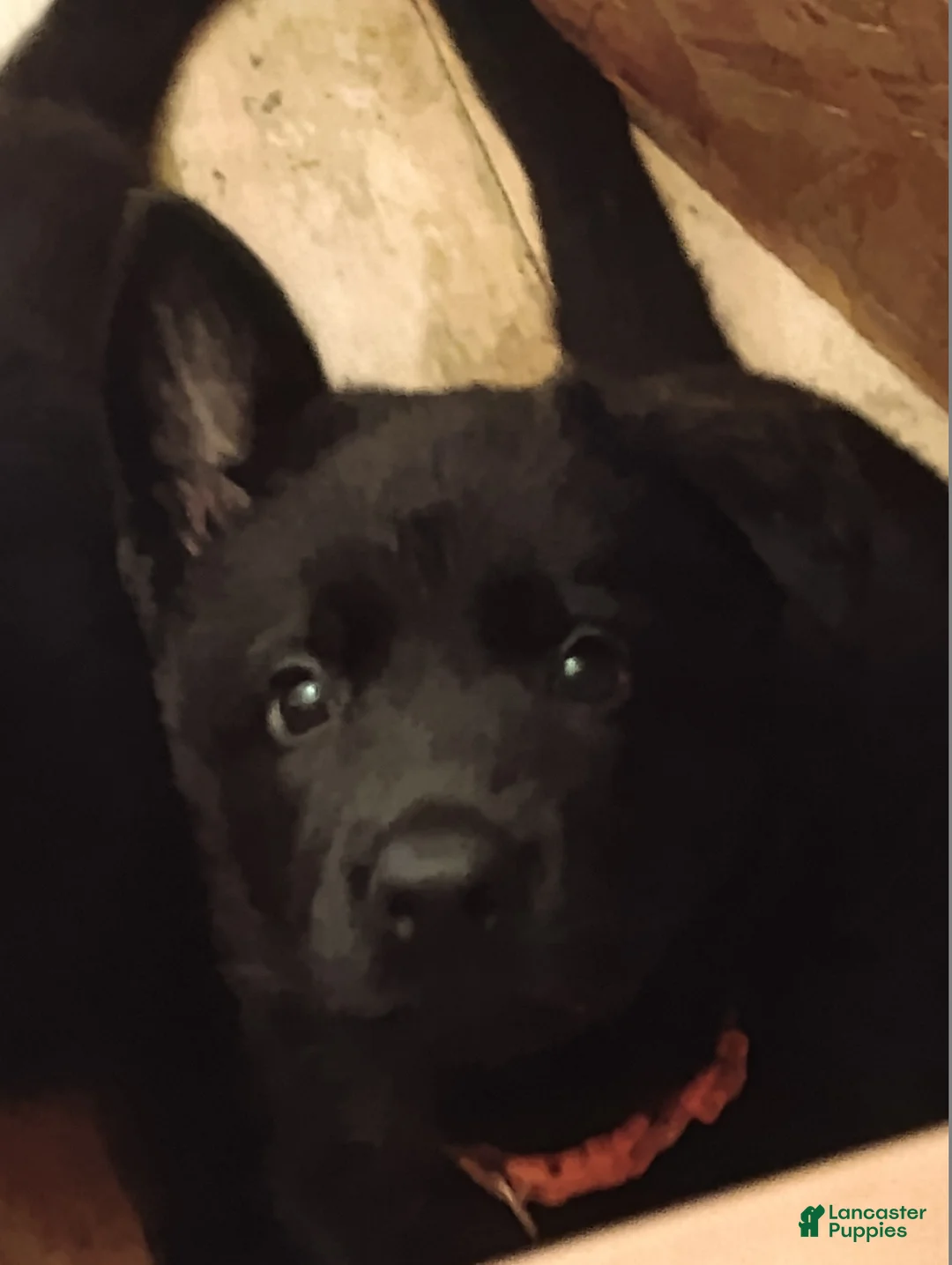 German Shepherd dogs for sale: German Shepherd Puppy 2 - Ad 1