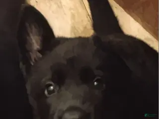 German Shepherd dogs German Shepherd Puppy 2 - Ad 11