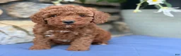 Miniature Poodle dogs for sale: Murphy - Ad 4